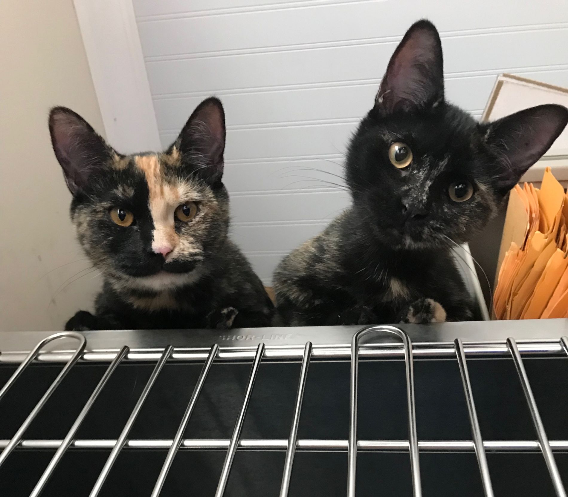 Chillicothe, MO Veterinarian North Central Missouri Veterinary Services