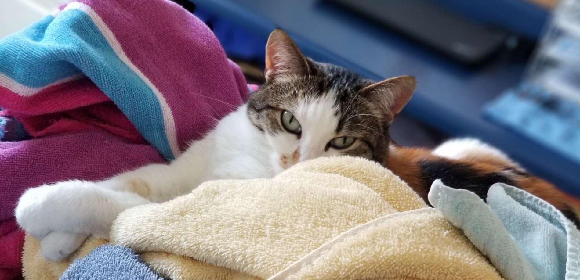 Small Animal Veterinary Services Chillicothe, MO 64601